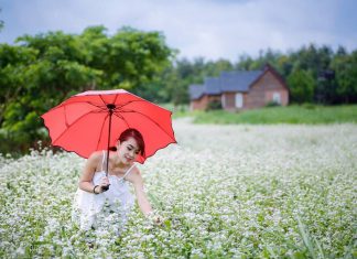 Lên Đông Bắc mùa thu ngắm vẻ đẹp mùa hoa tam giác mạch