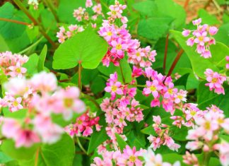 Ngắm mùa hoa tam giác mạch Đông Bắc đẹp “mê mẩn” lòng người