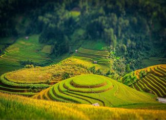 Kinh nghiệm đi du lịch Tây Bắc ngắm mùa lúa chín “chuẩn không cần chỉnh”