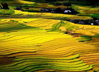 Ruộng bậc thang tháng mấy đẹp nhất ở Sapa?
