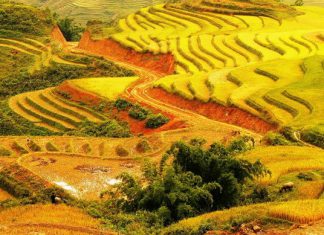 “Check-in” 10 địa điểm ngắm mùa lúa chín Tây Bắc cho những tấm hình siêu xinh