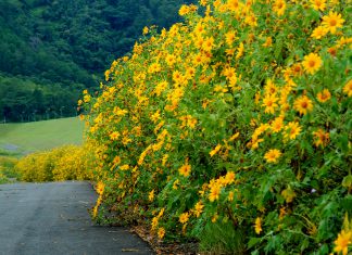 “Ngây ngất” trước vẻ đẹp Đà Lạt vào thu và ngắm mùa hoa dã quỳ nở rộ