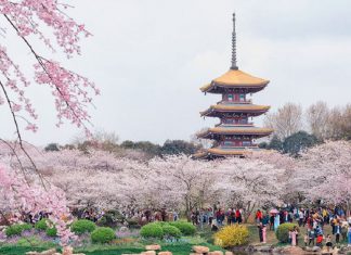 List các địa điểm ngắm hoa Anh Đào ở Trung Quốc